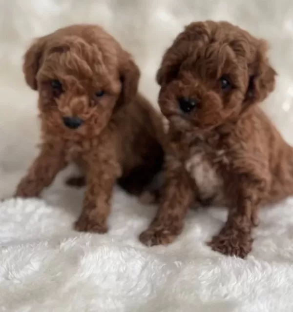 Kıvırcık Neşe Yumakları Toy Poodle Yavruları