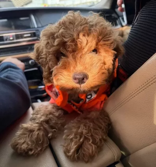 3 5 Aylık Sekerleme Kıvamında Poodle