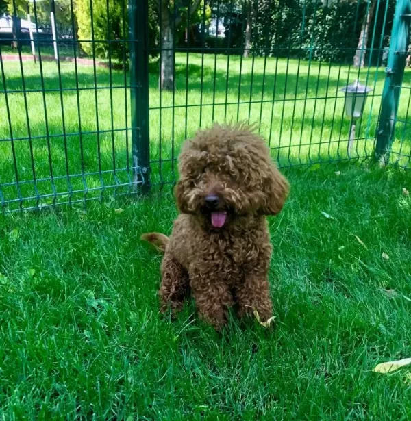 Eğitimli Toy Poodle Yuva Arıyoruz