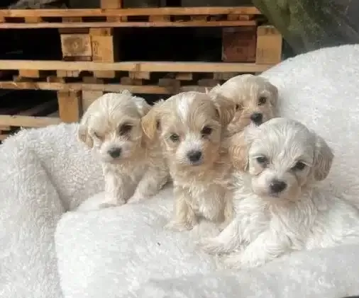 Yasam Alanınıza Neşe Katacak Kore Maltipoo Yavruları