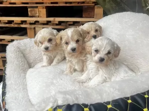 Yasam Alanınıza Neşe Katacak Kore Maltipoo Yavruları