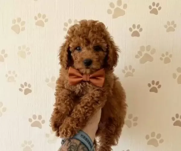 Premium Poodle Yavrular