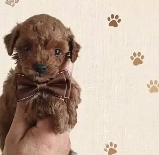 Premium Poodle Yavrular