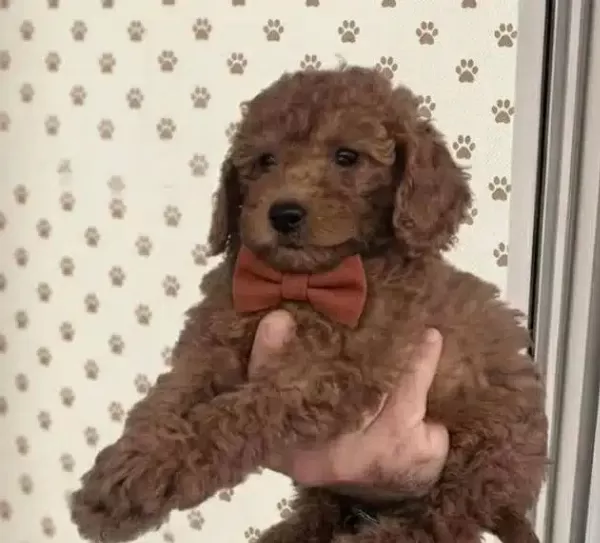 Premium Poodle Yavrular