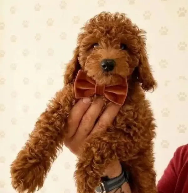 Premium Poodle Yavrular