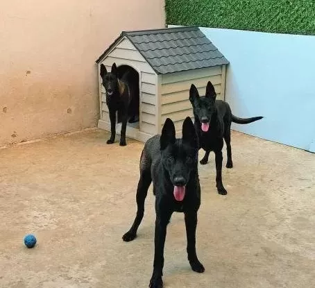 Fci A Secereli Egm Malinois Yavrular