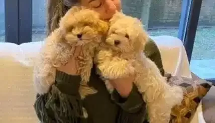 Evcil Yasama Uyumlu tüy Dokmeyen Safkan Maltipoo Yavruları