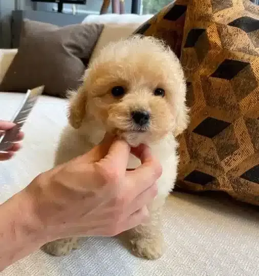 Evcil Yasama Uyumlu tüy Dokmeyen Safkan Maltipoo Yavruları