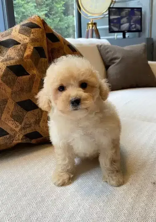 Evcil Yasama Uyumlu tüy Dokmeyen Safkan Maltipoo Yavruları