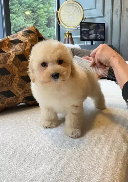 Evcil Yasama Uyumlu tüy Dokmeyen Safkan Maltipoo Yavruları