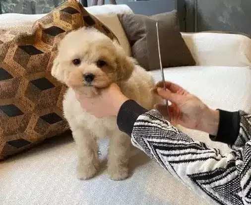 Evcil Yasama Uyumlu tüy Dokmeyen Safkan Maltipoo Yavruları