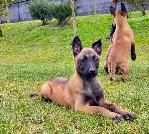 Efsane Belcika Kurdu Malinois Yavruları