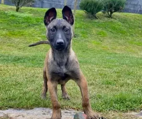 Efsane Belcika Kurdu Malinois Yavruları