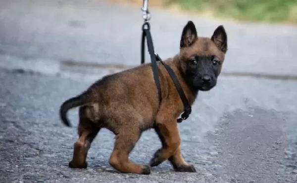 Erkek Disi Belcika Malinois Yavrular