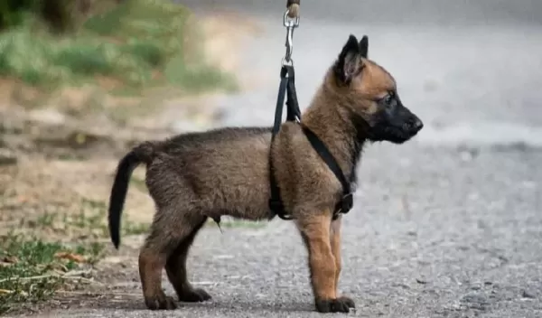 Erkek Disi Belcika Malinois Yavrular