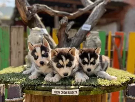 Husky Sibirya Kurdu Yavrularımız