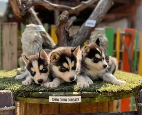 Husky Sibirya Kurdu Yavrularımız