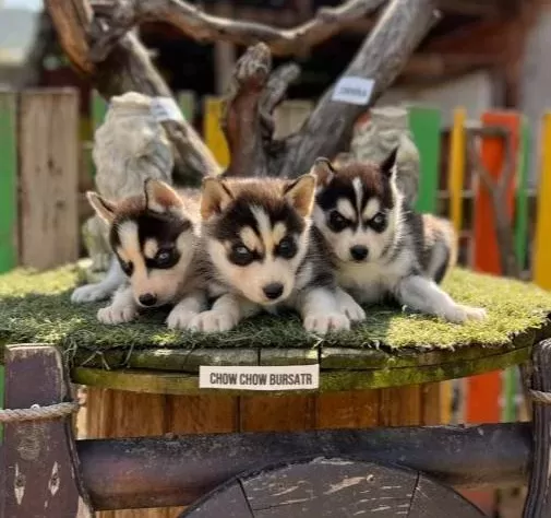 Husky Sibirya Kurdu Yavrularımız