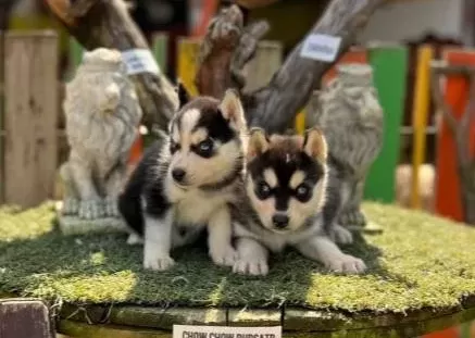 Husky Sibirya Kurdu Yavrularımız