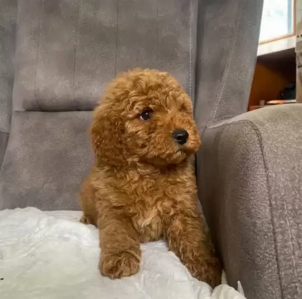 Poodle tüy Yapisinda Maltipoo Oglum