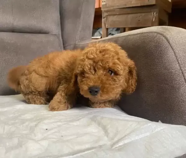 Poodle tüy Yapisinda Maltipoo Oglum