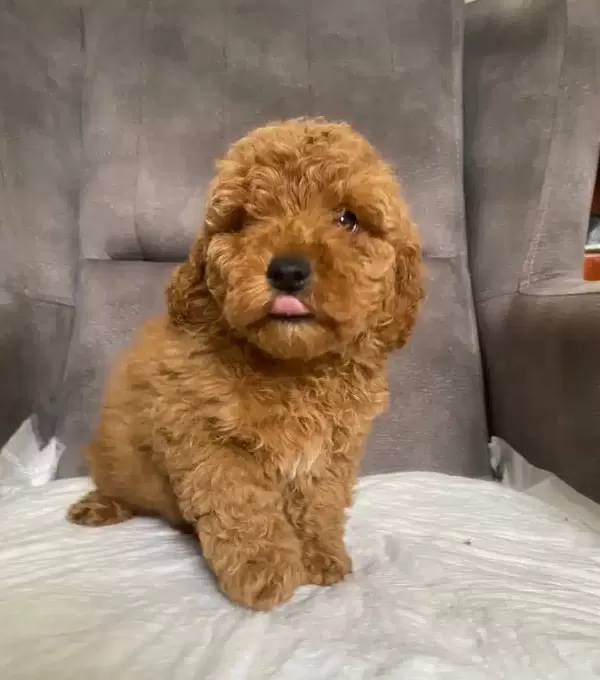 Poodle tüy Yapisinda Maltipoo Oglum