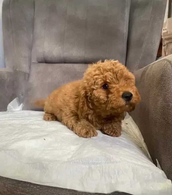 Poodle tüy Yapisinda Maltipoo Oglum
