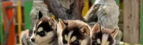 Irk Ve Sağlık Garantili Husky Yavrular