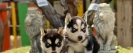 Irk Ve Sağlık Garantili Husky Yavrular