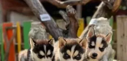 Irk Ve Sağlık Garantili Husky Yavrular