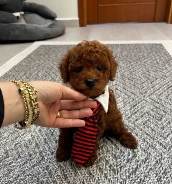 Ev Konforunda Yetismis Kıvırcıklar Poodle Bebekler
