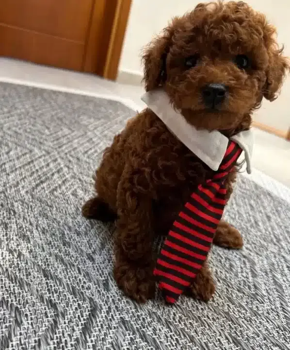 Ev Konforunda Yetismis Kıvırcıklar Poodle Bebekler