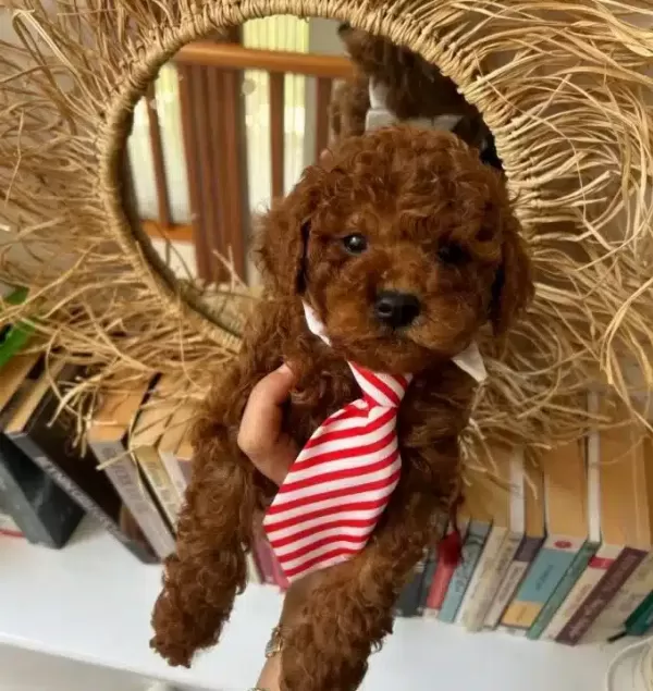 Ev Konforunda Yetismis Kıvırcıklar Poodle Bebekler