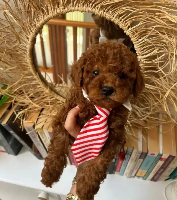 Ev Konforunda Yetismis Kıvırcıklar Poodle Bebekler