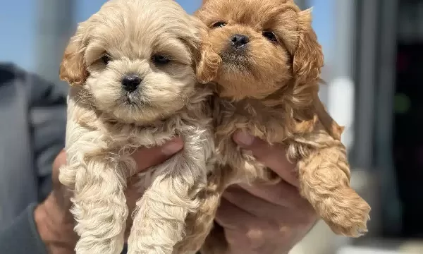 Show Kalite Kore Kan Maltipoo Yavrularımız