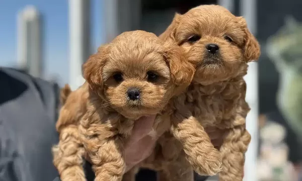 Show Kalite Kore Kan Maltipoo Yavrularımız