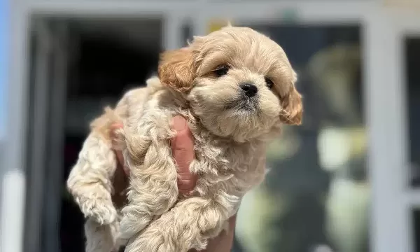Show Kalite Kore Kan Maltipoo Yavrularımız