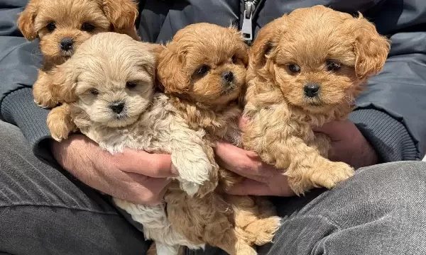 Show Kalite Kore Kan Maltipoo Yavrularımız