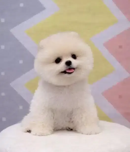 Orjinal Pomeranian Boo