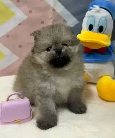 Orjinal Pomeranian Boo