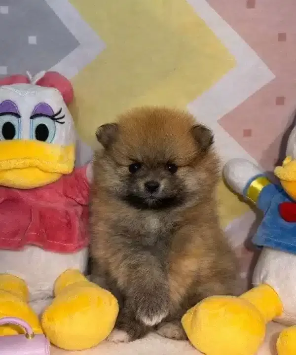 Orjinal Pomeranian Boo