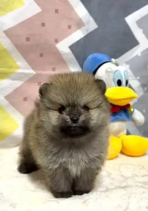 Orjinal Pomeranian Boo