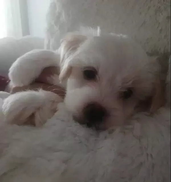 Maltese Terrier Yavrumuz