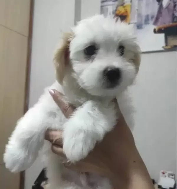 Maltese Terrier Yavrumuz