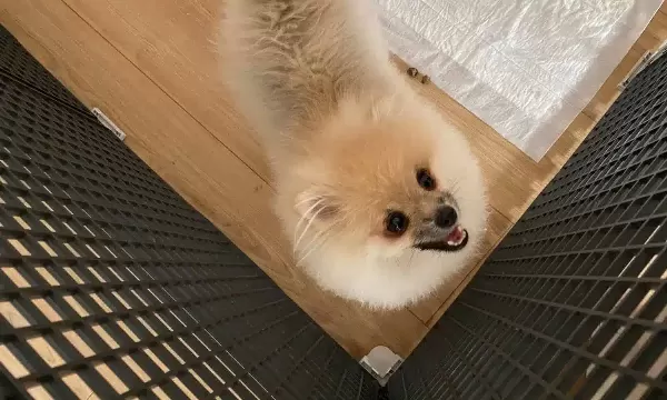 Teacup Pomeranian Disi 2 Kg 400 Gr