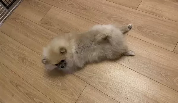Teacup Pomeranian Disi 2 Kg 400 Gr