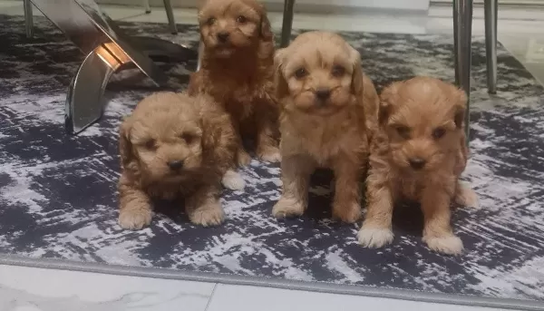 Teslime Hazır Minyatür Poodle