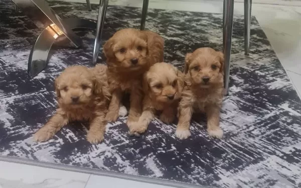 Teslime Hazır Minyatür Poodle