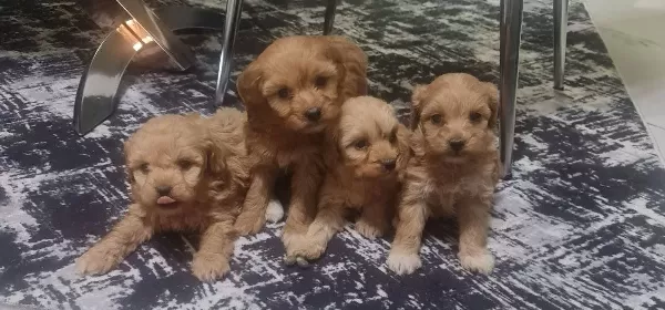Teslime Hazır Minyatür Poodle