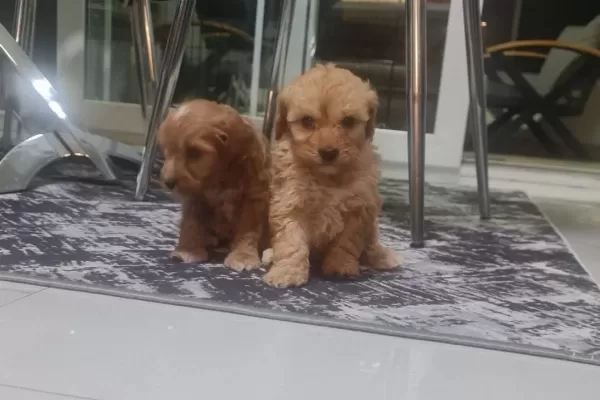 Teslime Hazır Minyatür Poodle